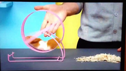 Publicité FTQ cochon d'inde