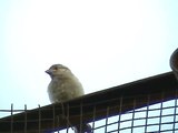 Chirpping sound of a  Female House Sparrow - Valparai