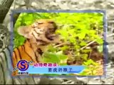 Monkey Teases Tiger