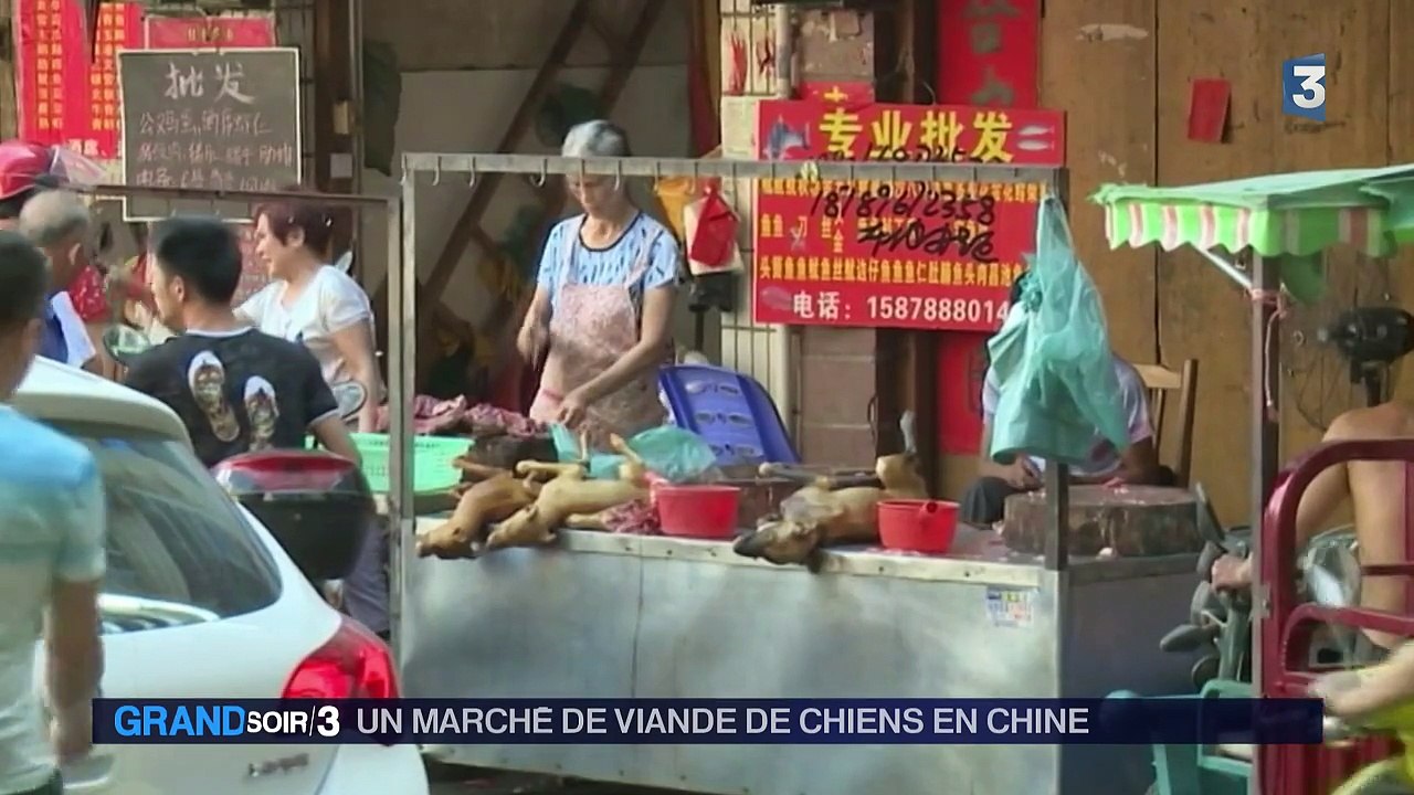 Chine : mobilisation contre la consommation de chiens et de chats lors d'un festival controversé