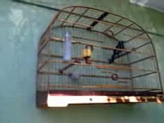 TRINCA FERRO O QUE QUE EU FIZ MEU DEUS DO CÉU