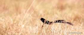 Long-tailed Widow (HD-DSLR Video)