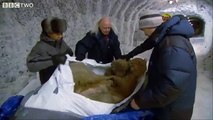 'Beautifully preserved' Siberian mammoth found