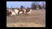 Herding Goats with Dogs : Blue the Border Collie