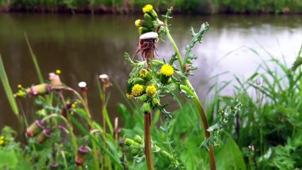 Common Groundsel (Senecio vulgaris) - 2012-04-29