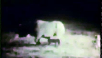 Lion Saves Baby Rhino from Hyenas