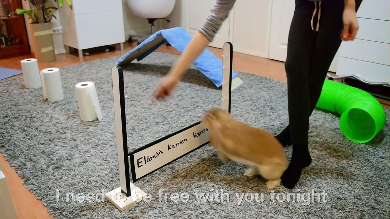 Rabbit agility