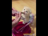 Mama Yemeyi Çok Seven Sevimli Kedi
