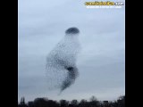 Kuşların Gökyüzündeki İnanılmaz Dansı