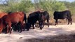 80 Brangus 40 Gert Hereford bred Angus