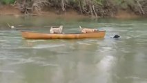 Cão herói salva outros dois cães que estavam num barco