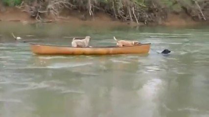 Cão herói salva outros dois cães que estavam num barco
