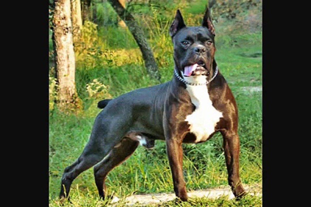 boxer dog Still's Queen Vada