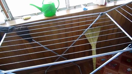 Попугай Ляля купается на балконе