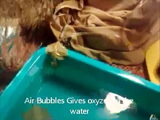 Grow Hydroponic Lettuce Indoors