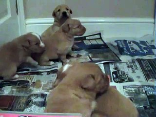 Toller Puppies at 3 Weeks Old