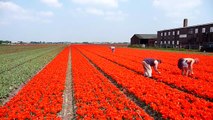 Hollands bollenveld / Dutch tulip field