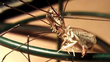Close up Daddy longlegs Opiliones feeding on a moth