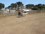 Speedy the miniature horse pulling a cart