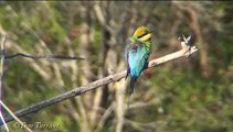 Rainbow Bee-eater (Merops ornatus)