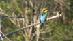 Rainbow Bee-eater (Merops ornatus)