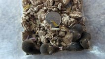 African pygmy mouse babies