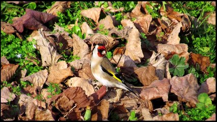 Nuevo Cd Jilguero / Cante Limpio
