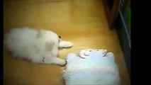 cute animals videos The Pomeranian which shows cute idle gesture funny animal