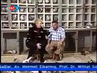 ŞanlıUrfa   Güvercin Belgeseli