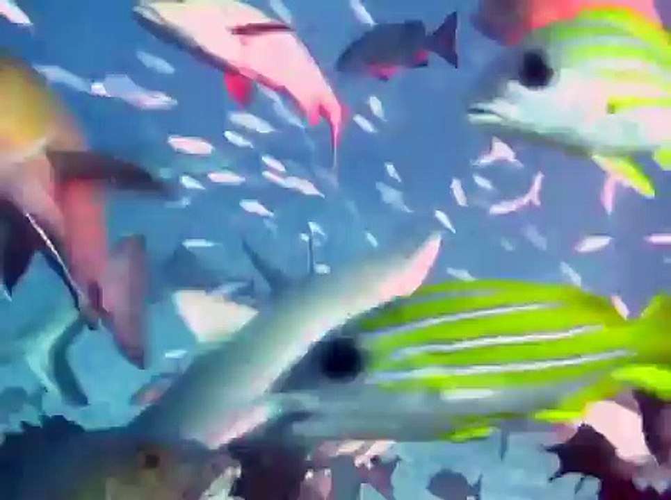 Shark Feeding