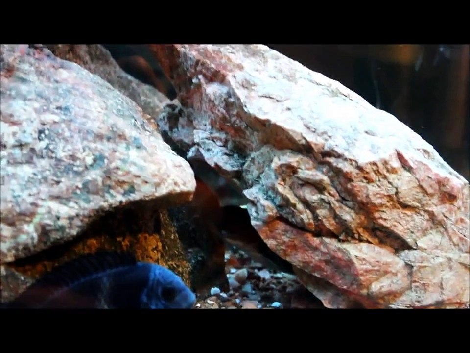 Captainrossguy's 100 Subscriber Contest Entry