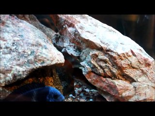 Captainrossguy's 100 Subscriber Contest Entry