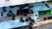 2014г  24 марта  Пасека  Пчёлы носят пыльцу
