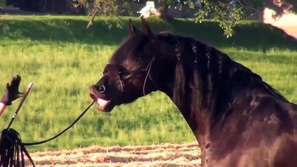 Pferdetraining auf dem Feld