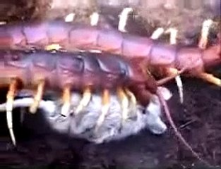 ciempiés se come un ratón (gráfico)