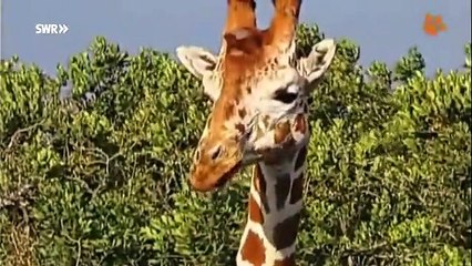 Giraffe | 3,2,1...keins! Das OLI-Quiz | Kindernetz