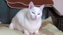 宝石のように美しいオッドアイ♪ 白猫ユキ Cute odd-eye cat (two colored eyes)