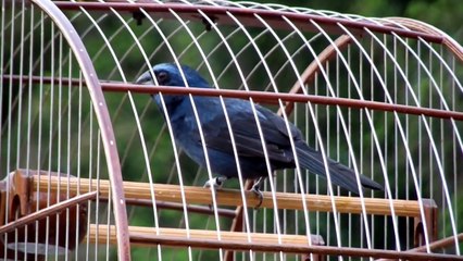 Azulão cantando - Barracuda na mata (RELAX)