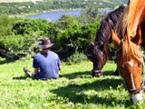 Horses in South Africa.Kaapse Boerperd(chestnut)South African Boerperd(black horse)