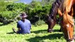 Horses in South Africa.Kaapse Boerperd(chestnut)South African Boerperd(black horse)