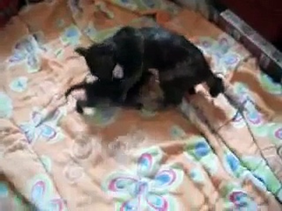 Gatinhos Lorenzo e Lucile 19 dias depois de serem resgatados