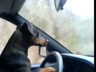 LE CHIEN PILOTE