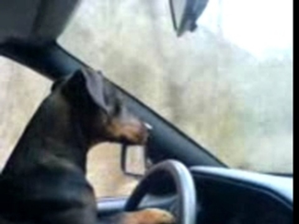 LE CHIEN PILOTE
