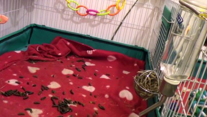 Cleaning Out Some Messy Piggies!