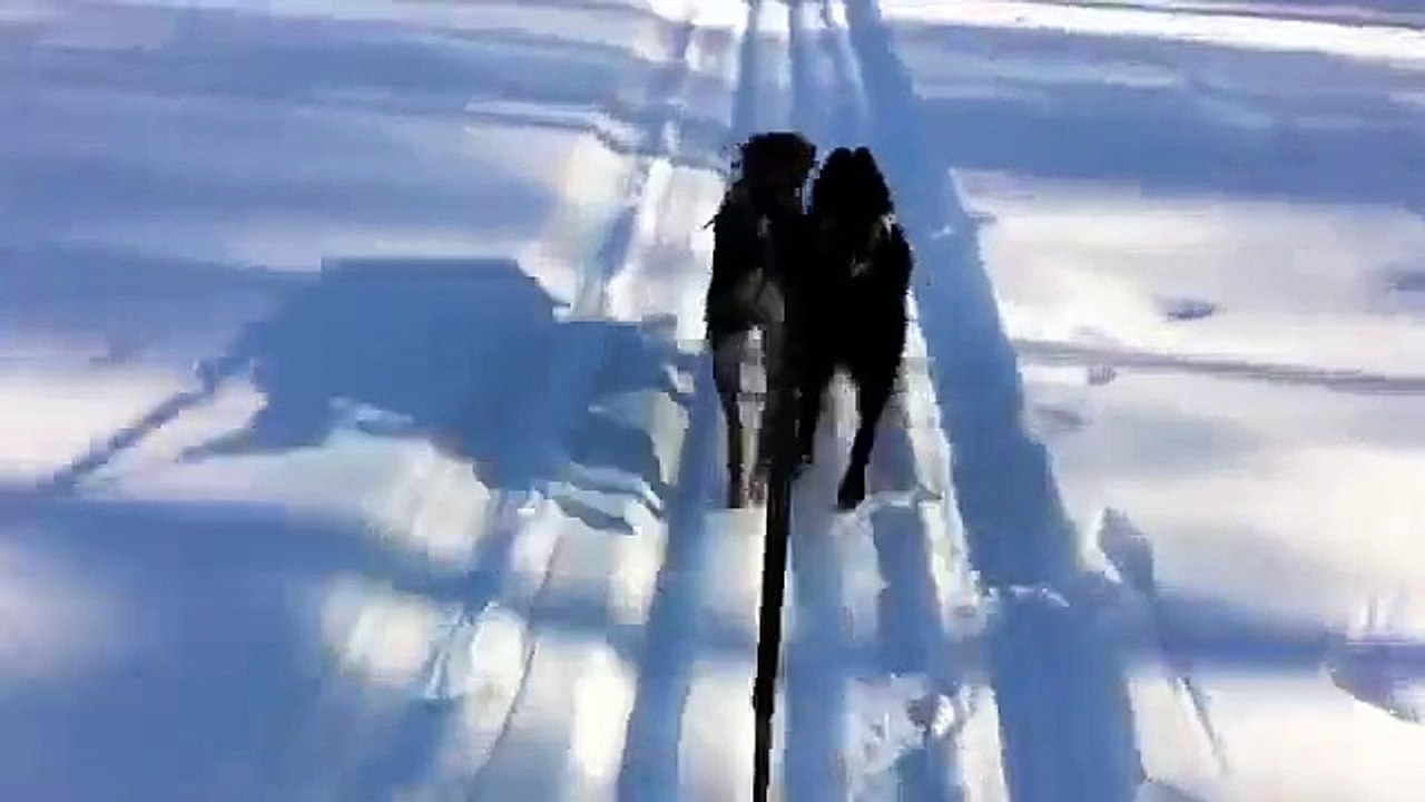 Double ski joring