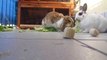 Hidden Cam - Schnucki und die Kaninchen fressen zusammen - Cat and bunnies eat salad together