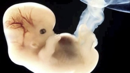 A meg nem született magzat keresztútja.mov