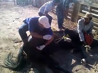 Castración de caballo - Gelding