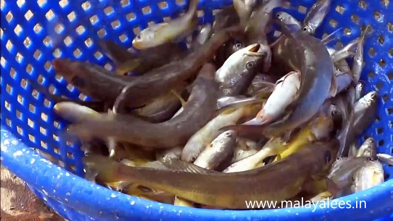 Catching Fish using Chinese Fish Net in Kerala(So painful to see fish