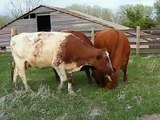 BO's Shorthorn Cows